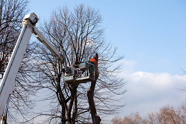 Professional Tree Removal Services in Gasport, NY